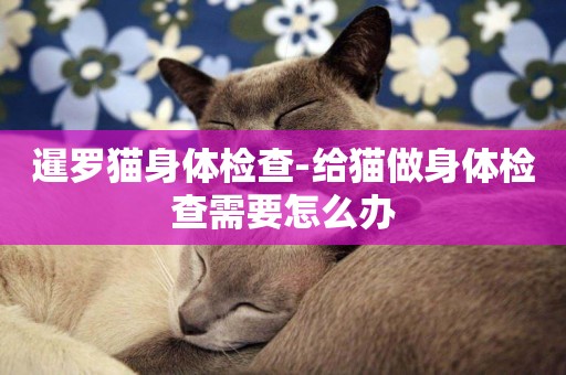 暹罗猫身体检查-给猫做身体检查需要怎么办